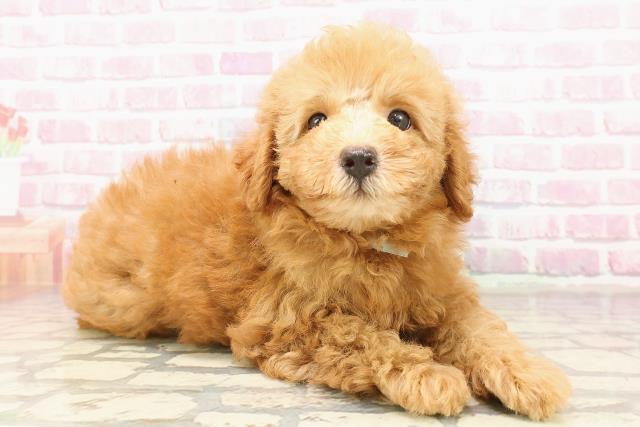 埼玉県のトイプードル(トイ) (Coo&RIKU大宮店/2025年7月13日生まれ/男の子/アプリコット)の子犬の3枚目の画像