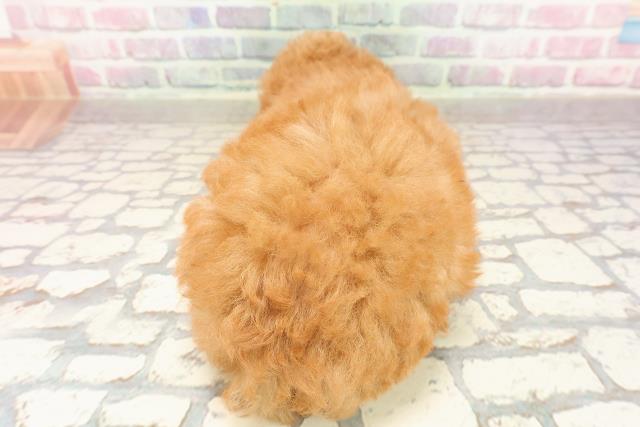 埼玉県のトイプードル(トイ) (Coo&RIKU大宮店/2025年7月13日生まれ/男の子/アプリコット)の子犬の4枚目の画像