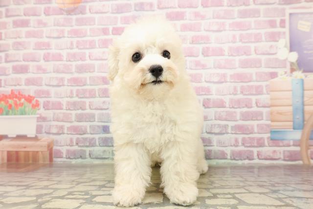 埼玉県のトイプードル(トイ) (Coo&RIKU川口戸塚店/2025年6月23日生まれ/女の子/クリーム)の子犬の1枚目の画像