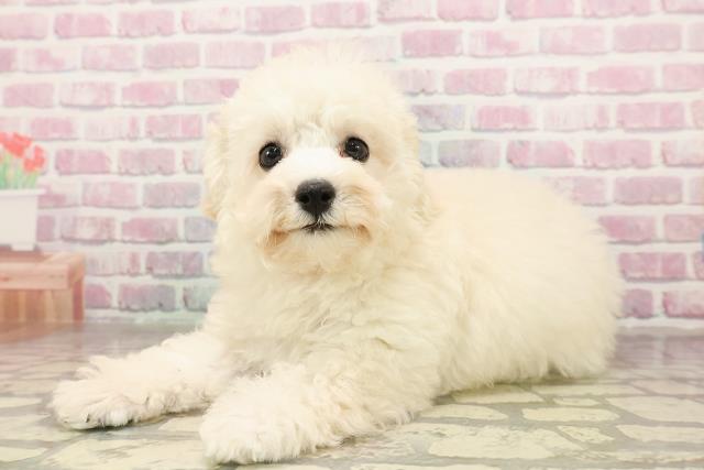 埼玉県のトイプードル(トイ) (Coo&RIKU川口戸塚店/2025年6月23日生まれ/女の子/クリーム)の子犬の2枚目の画像