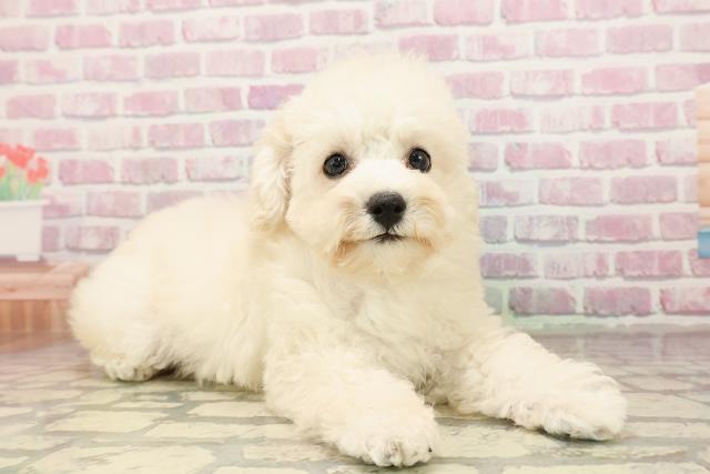 埼玉県のトイプードル(トイ) (Coo&RIKU川口戸塚店/2025年6月23日生まれ/女の子/クリーム)の子犬の3枚目の画像
