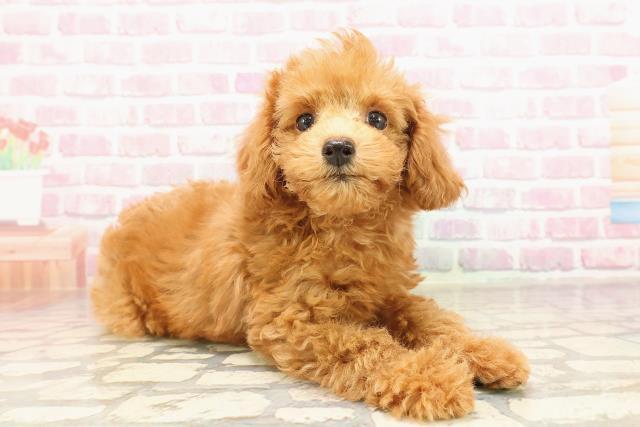 埼玉県のトイプードル(トイ) (Coo&RIKUアニマルケアセンター大宮/2025年7月2日生まれ/男の子/アプリコット)の子犬の3枚目の画像
