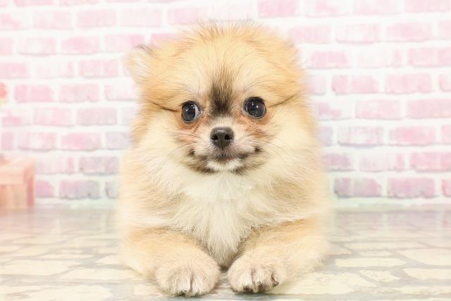 広島県のハーフ犬・ミックス犬 (Coo&RIKU広島北店/2025年7月3日生まれ/男の子/オレンジセーブル)の子犬