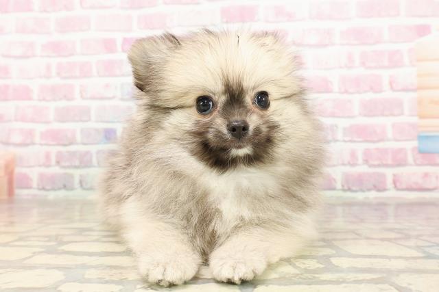 三重県のハーフ犬・ミックス犬 (Coo&RIKU四日市店/2025年7月3日生まれ/男の子/クリームセーブル)の子犬