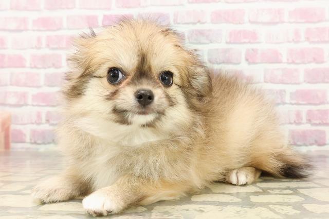 埼玉県のハーフ犬・ミックス犬 (Coo&RIKUヤオコー幸手店/2025年7月3日生まれ/女の子/オレンジセーブル)の子犬の2枚目の画像