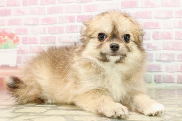 埼玉県のハーフ犬・ミックス犬 (Coo&RIKUヤオコー幸手店/2025年7月3日生まれ/女の子/オレンジセーブル)の子犬の3枚目の画像