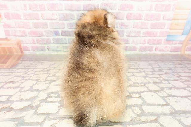埼玉県のハーフ犬・ミックス犬 (Coo&RIKUヤオコー幸手店/2025年7月3日生まれ/女の子/オレンジセーブル)の子犬の4枚目の画像