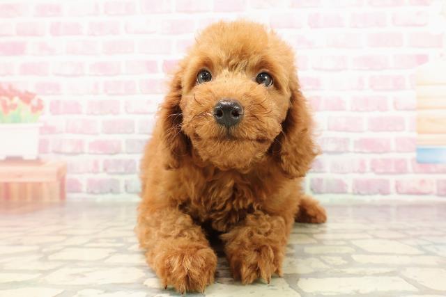 東京都のトイプードル(トイ) (Coo&RIKU足立本店/2025年7月6日生まれ/男の子/レッド)の子犬の1枚目の画像