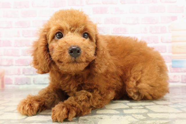 東京都のトイプードル(トイ) (Coo&RIKU足立本店/2025年7月6日生まれ/男の子/レッド)の子犬の2枚目の画像