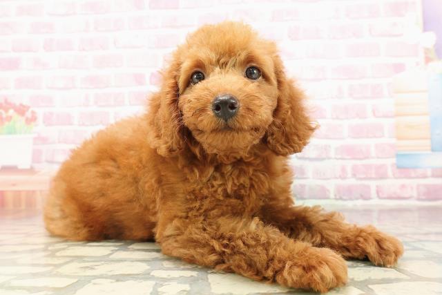 東京都のトイプードル(トイ) (Coo&RIKU足立本店/2025年7月6日生まれ/男の子/レッド)の子犬の3枚目の画像