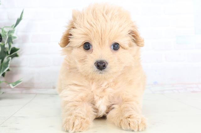 熊本県のハーフ犬・ミックス犬 (Coo&RIKUカリーノ菊陽店/2025年7月13日生まれ/女の子/アプリコット)の子犬