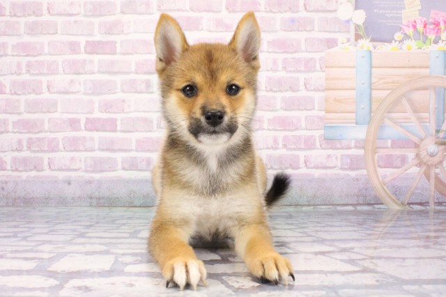 滋賀県の豆柴 (Coo&RIKU東近江店/2025年7月6日生まれ/男の子/赤)の子犬の1枚目の画像