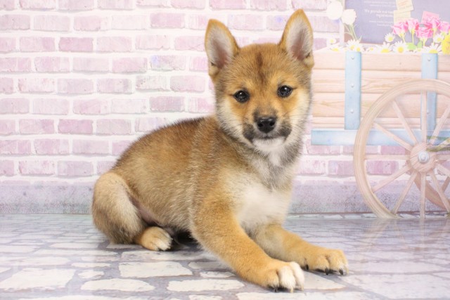 滋賀県の豆柴 (Coo&RIKU東近江店/2025年7月6日生まれ/男の子/赤)の子犬の2枚目の画像