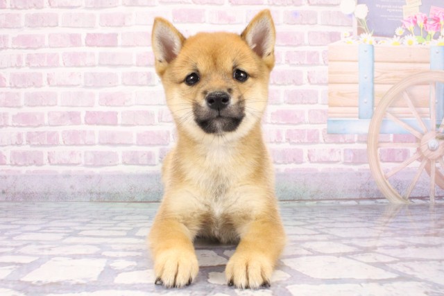 兵庫県の豆柴 (Coo&RIKU尼崎店/2025年7月7日生まれ/男の子/赤)の子犬