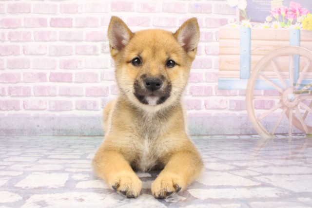 大阪府の豆柴 (Coo&RIKU高槻店/2025年7月7日生まれ/男の子/赤)の子犬の1枚目の画像