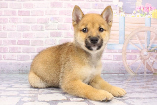 大阪府の豆柴 (Coo&RIKU高槻店/2025年7月7日生まれ/男の子/赤)の子犬の2枚目の画像