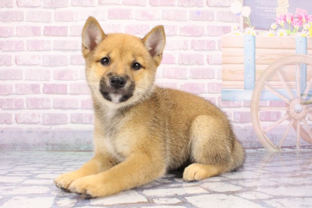 大阪府の豆柴 (Coo&RIKU高槻店/2025年7月7日生まれ/男の子/赤)の子犬の3枚目の画像