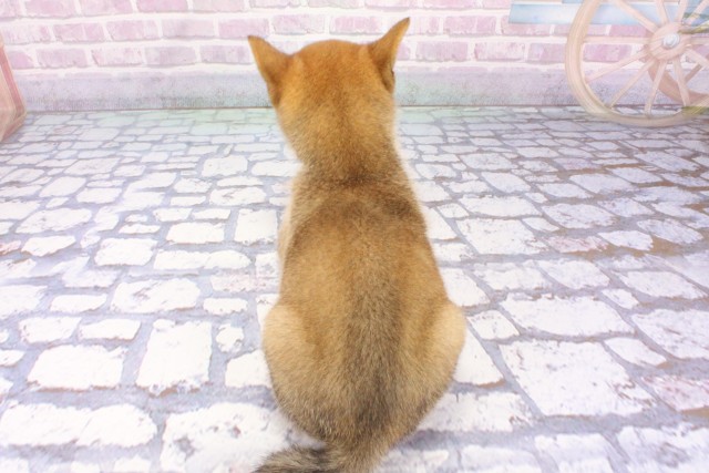 大阪府の豆柴 (Coo&RIKU高槻店/2025年7月7日生まれ/男の子/赤)の子犬の4枚目の画像