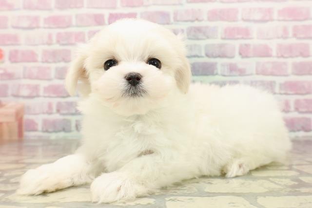 埼玉県のマルチーズ (Coo&RIKUアニマルケアセンター大宮/2025年7月7日生まれ/男の子/ホワイト)の子犬の2枚目の画像