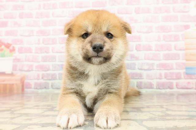 柴犬