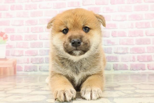 柴犬