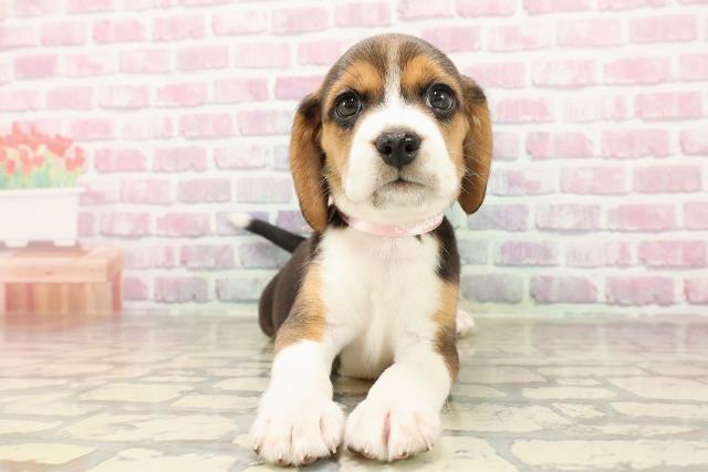 神奈川県のビーグル (Coo&RIKU小田原店/2025年7月14日生まれ/女の子/ブラックタンホワイト)の子犬の1枚目の画像