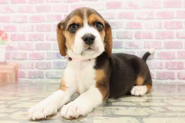 神奈川県のビーグル (Coo&RIKU小田原店/2025年7月14日生まれ/女の子/ブラックタンホワイト)の子犬の2枚目の画像
