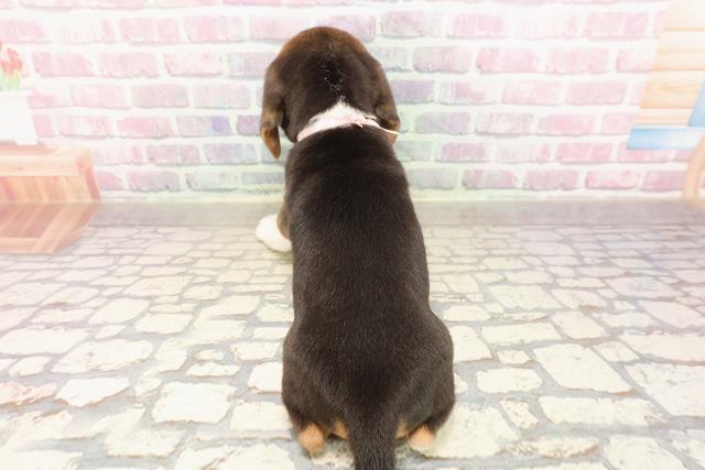 神奈川県のビーグル (Coo&RIKU小田原店/2025年7月14日生まれ/女の子/ブラックタンホワイト)の子犬の4枚目の画像