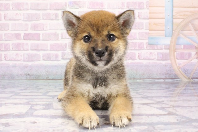 奈良県の豆柴 (Coo&RIKU奈良富雄南店/2025年7月10日生まれ/男の子/赤)の子犬の1枚目の画像