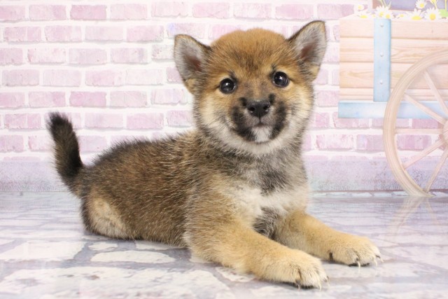 奈良県の豆柴 (Coo&RIKU奈良富雄南店/2025年7月10日生まれ/男の子/赤)の子犬の2枚目の画像