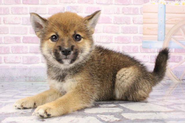 奈良県の豆柴 (Coo&RIKU奈良富雄南店/2025年7月10日生まれ/男の子/赤)の子犬の3枚目の画像