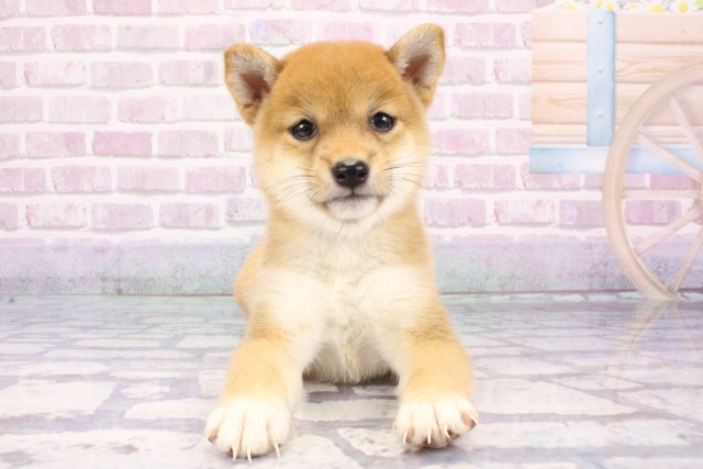 奈良県の豆柴 (Coo&RIKU奈良新庄店/2025年7月10日生まれ/女の子/赤)の子犬の1枚目の画像
