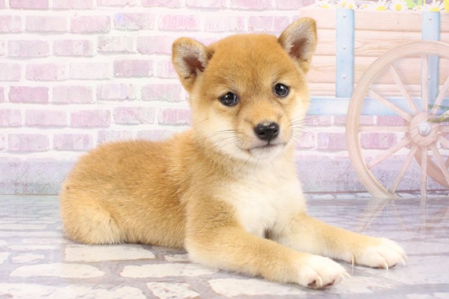 奈良県の豆柴 (Coo&RIKU奈良新庄店/2025年7月10日生まれ/女の子/赤)の子犬の2枚目の画像