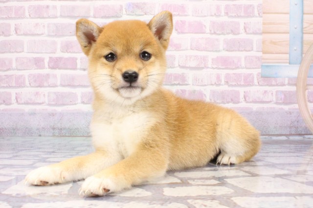 奈良県の豆柴 (Coo&RIKU奈良新庄店/2025年7月10日生まれ/女の子/赤)の子犬の3枚目の画像
