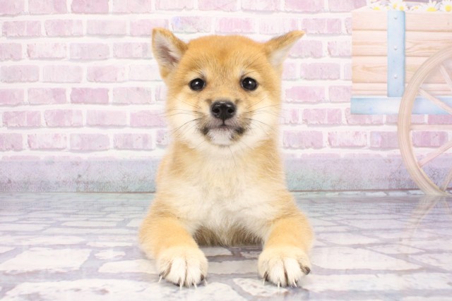 和歌山県の豆柴 (Coo&RIKU和歌山店/2025年7月10日生まれ/男の子/赤)の子犬の1枚目の画像