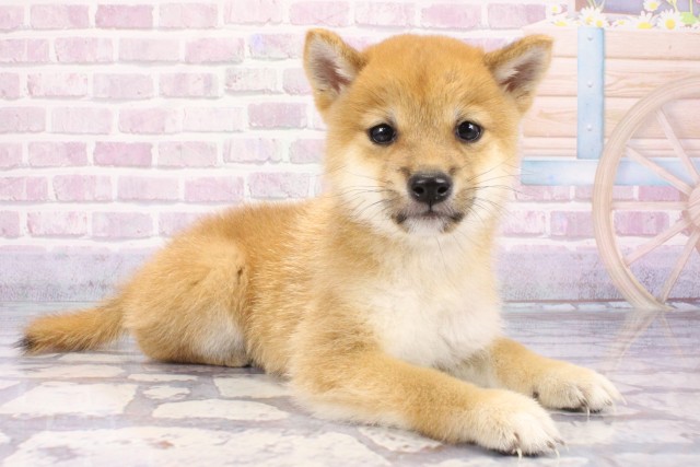和歌山県の豆柴 (Coo&RIKU和歌山店/2025年7月10日生まれ/男の子/赤)の子犬の2枚目の画像