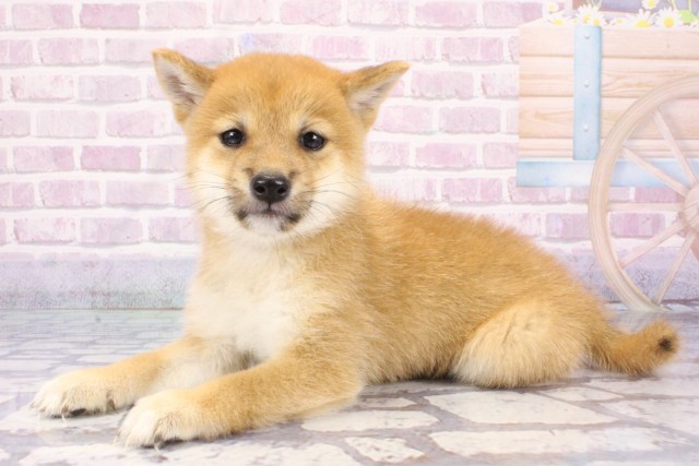 和歌山県の豆柴 (Coo&RIKU和歌山店/2025年7月10日生まれ/男の子/赤)の子犬の3枚目の画像