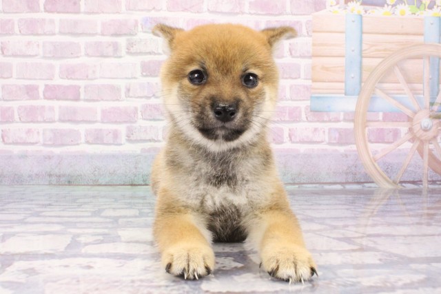 京都府の豆柴 (Coo&RIKU舞鶴店/2025年7月10日生まれ/男の子/赤)の子犬の1枚目の画像