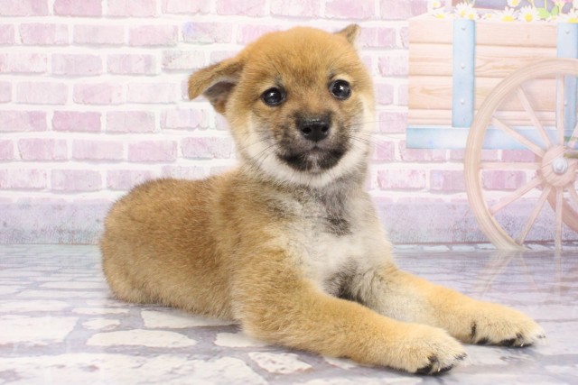 京都府の豆柴 (Coo&RIKU舞鶴店/2025年7月10日生まれ/男の子/赤)の子犬の2枚目の画像