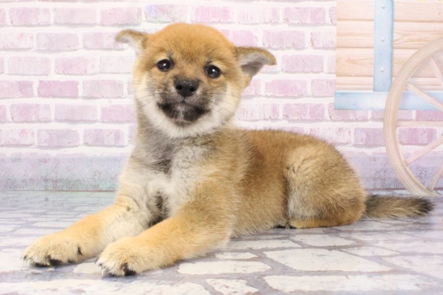 京都府の豆柴 (Coo&RIKU舞鶴店/2025年7月10日生まれ/男の子/赤)の子犬の3枚目の画像