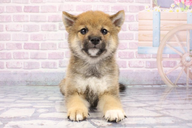 兵庫県の豆柴 (Coo&RIKU三木店/2025年7月10日生まれ/男の子/赤)の子犬
