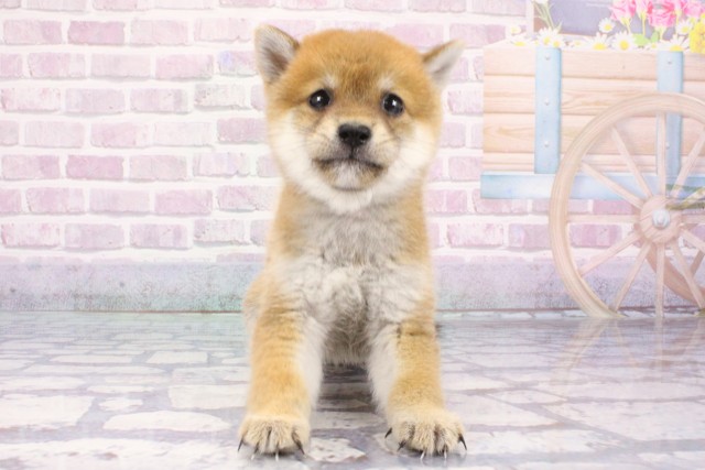 兵庫県の豆柴 (Coo&RIKU神戸東灘店/2025年7月13日生まれ/男の子/赤)の子犬