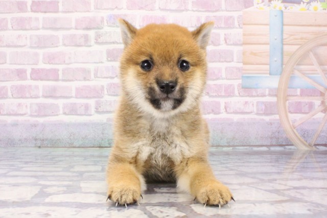 兵庫県の豆柴 (Coo&RIKU姫路店/2025年7月13日生まれ/男の子/赤)の子犬
