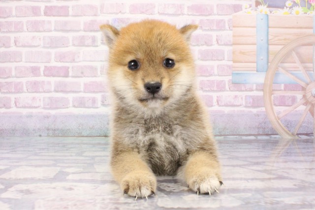 滋賀県の豆柴 (Coo&RIKU滋賀草津店/2025年7月13日生まれ/男の子/赤)の子犬の1枚目の画像