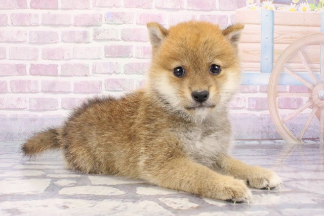 滋賀県の豆柴 (Coo&RIKU滋賀草津店/2025年7月13日生まれ/男の子/赤)の子犬の2枚目の画像