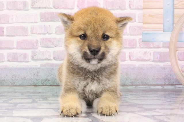大阪府の豆柴 (Coo&RIKU枚方店/2025年7月13日生まれ/男の子/赤)の子犬の1枚目の画像