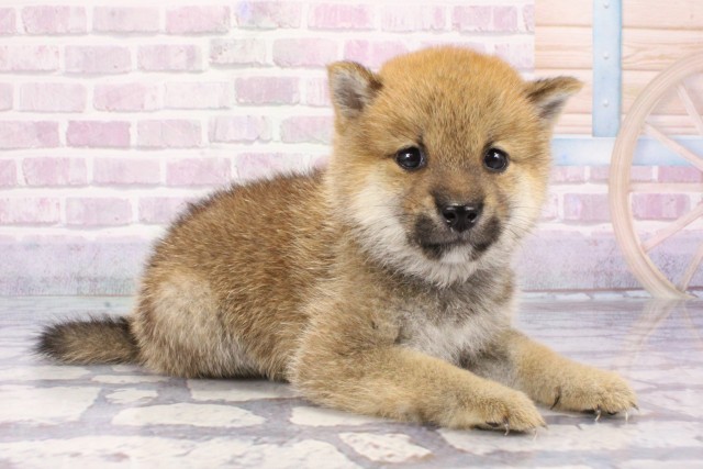 大阪府の豆柴 (Coo&RIKU枚方店/2025年7月13日生まれ/男の子/赤)の子犬の2枚目の画像