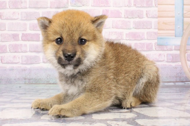 大阪府の豆柴 (Coo&RIKU枚方店/2025年7月13日生まれ/男の子/赤)の子犬の3枚目の画像
