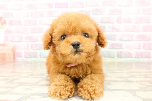 東京都のトイプードル(トイ) (Coo&RIKU高円寺店/2025年7月13日生まれ/女の子/レッド)の子犬の1枚目の画像