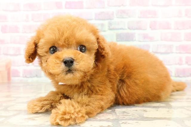 東京都のトイプードル(トイ) (Coo&RIKU高円寺店/2025年7月13日生まれ/女の子/レッド)の子犬の2枚目の画像
